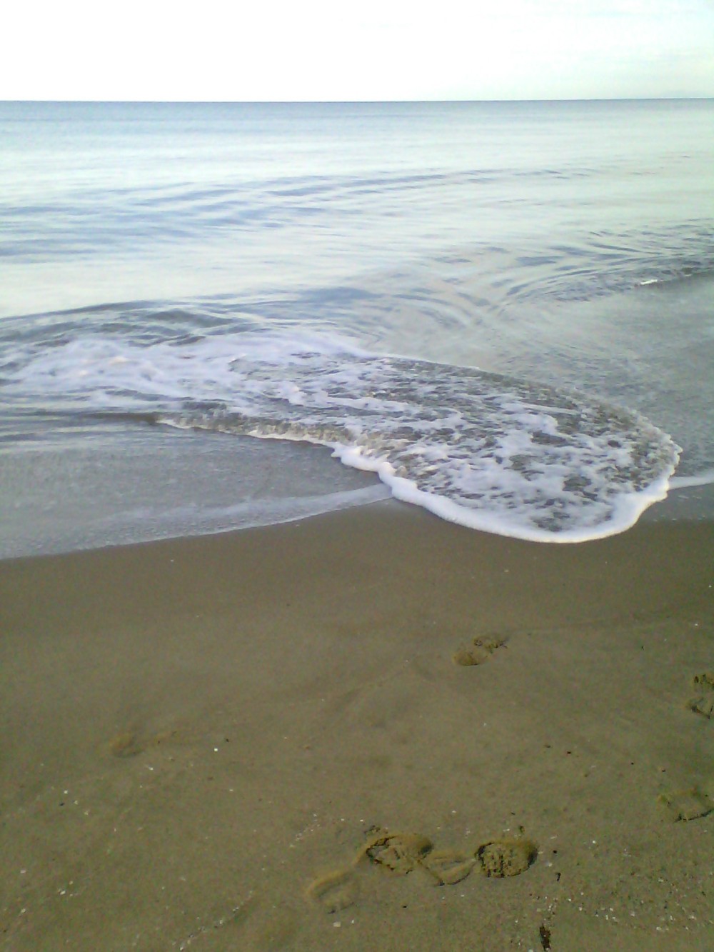 litorale pisano